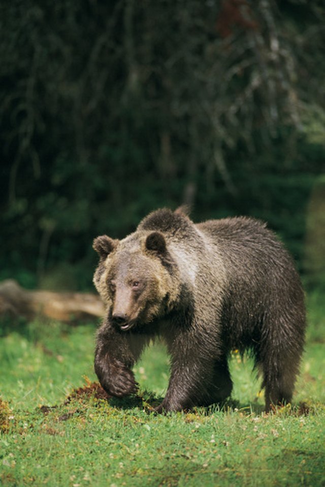 how-can-i-make-bear-meat-tender-ehow