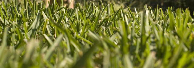 Fertilizer Schedule for St. Augustine Grass | eHow